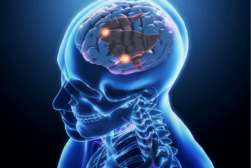 Human brain with highlighted areas