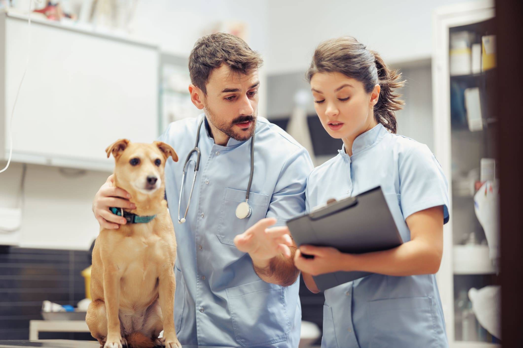Two veterinarians wearing scrubs assist a small dog on a table at a veterinary clinic, consulting a digital tablet for treatment details during the afternoon.